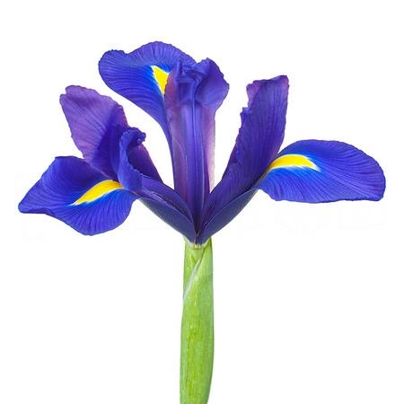 Iris hong kong