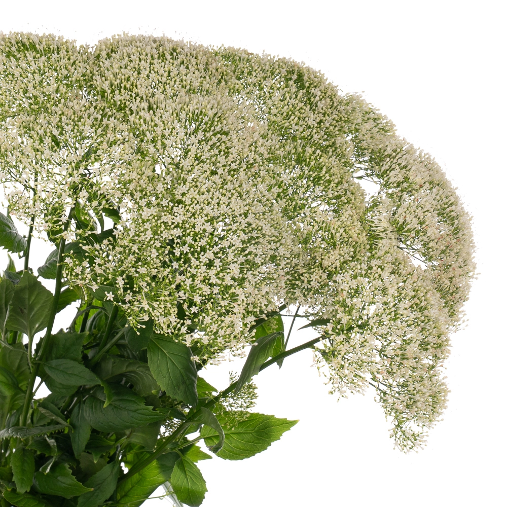 Trachelium white lake michigan