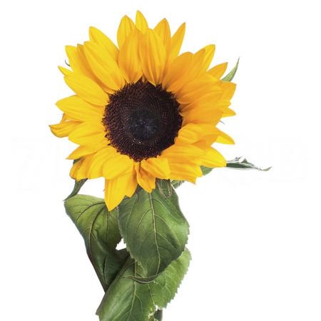 Helianthus orange large