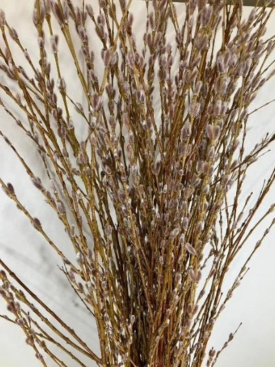 Salix kori yanagi