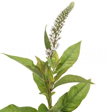 Lysimachia clethroides