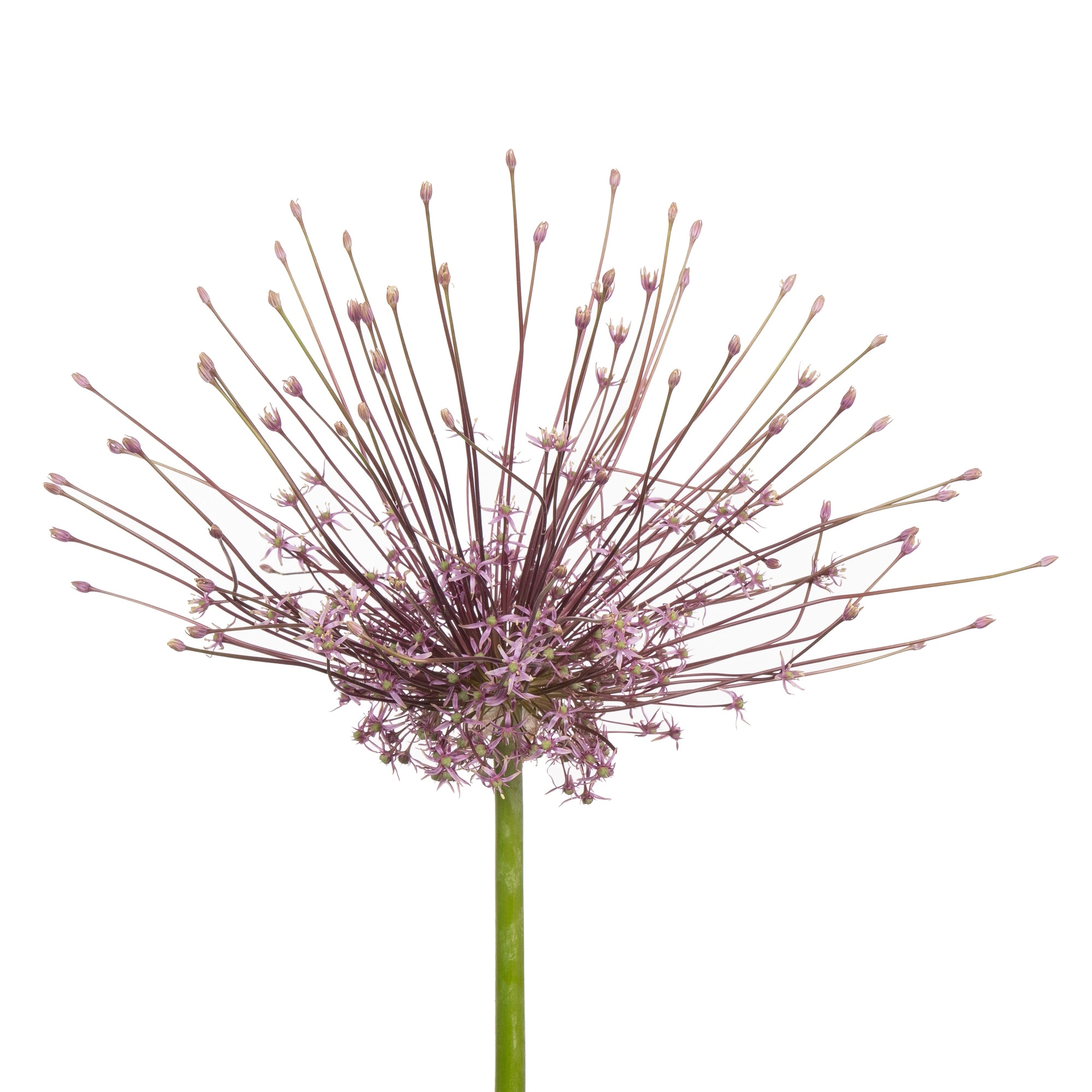 Allium schubert