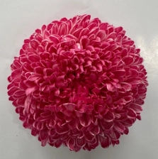 Chrysanthemum tinted dark red
