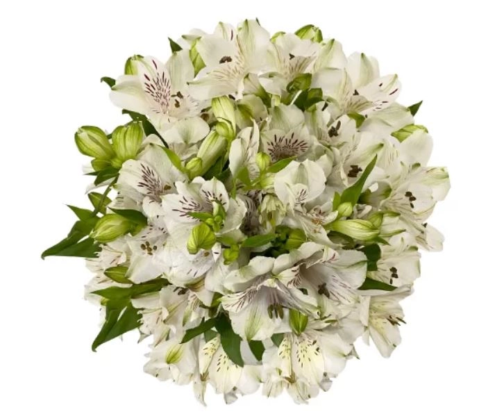 Alstroemeria white green