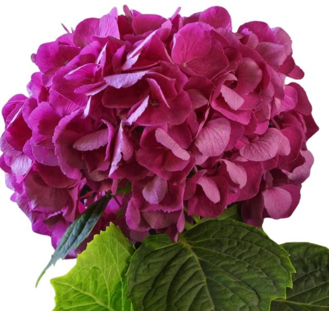 Hydrangea tinted dark pink