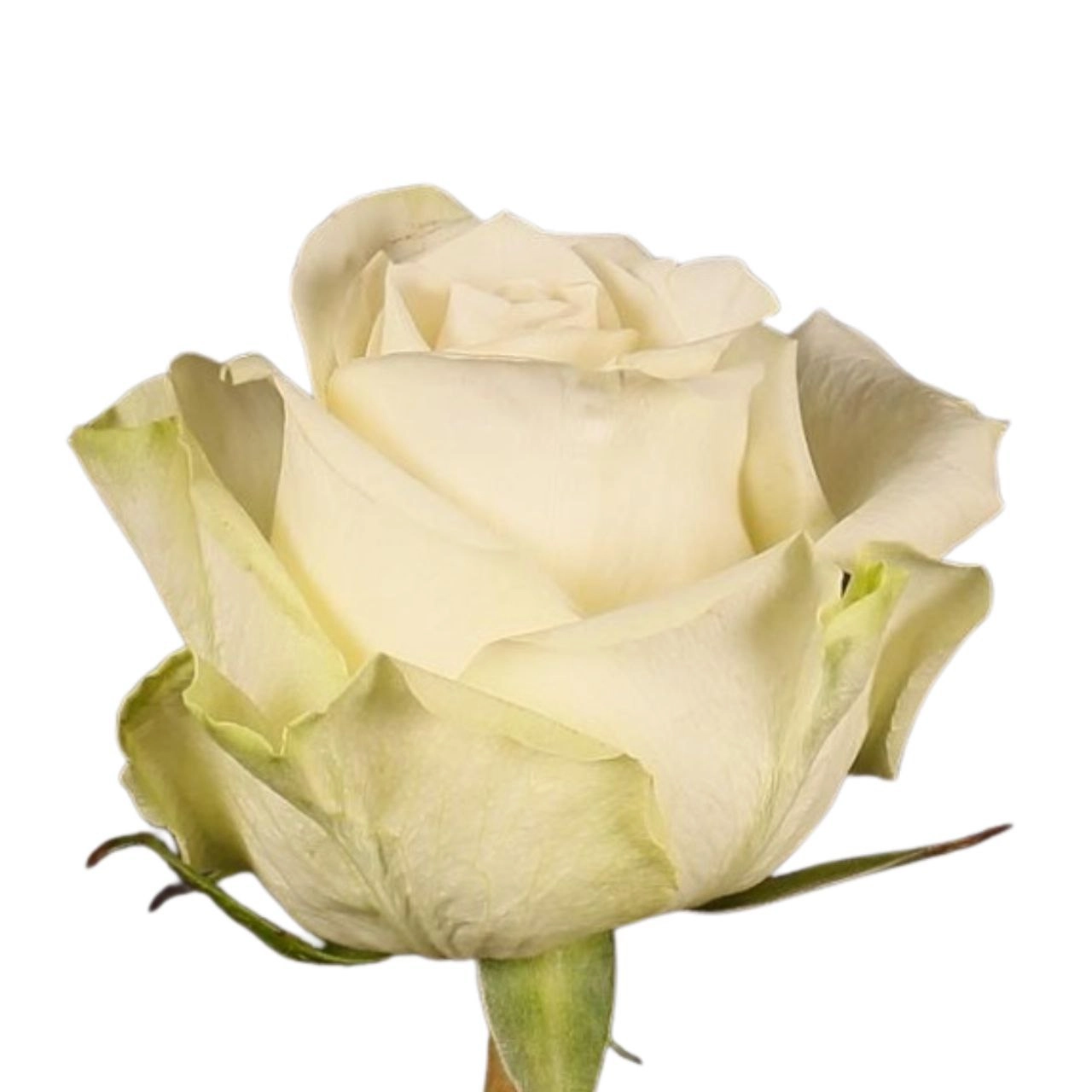 Rose adalonia | Wholesale flowers, plants and supplies Rose adalonia