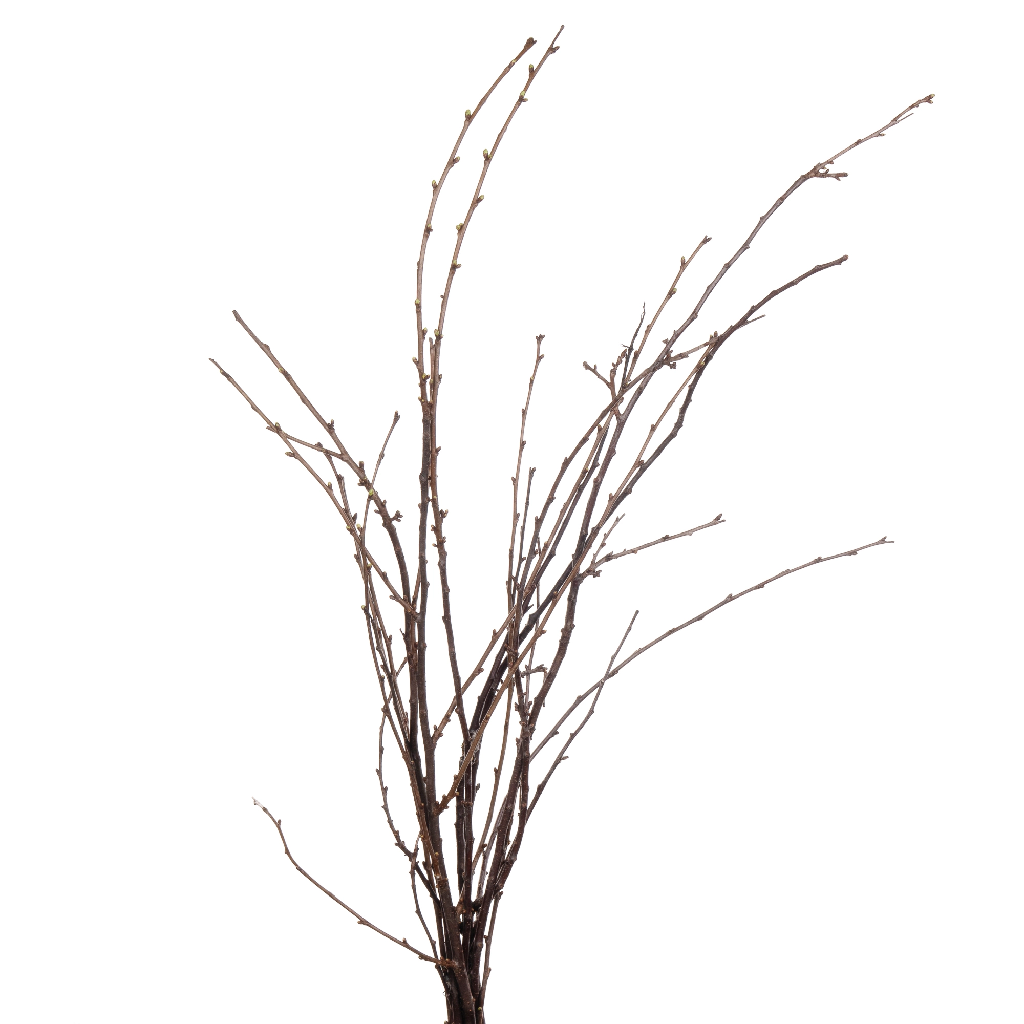 Branch Cherry flowering morel