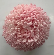 Chrysanthemum tinted light red