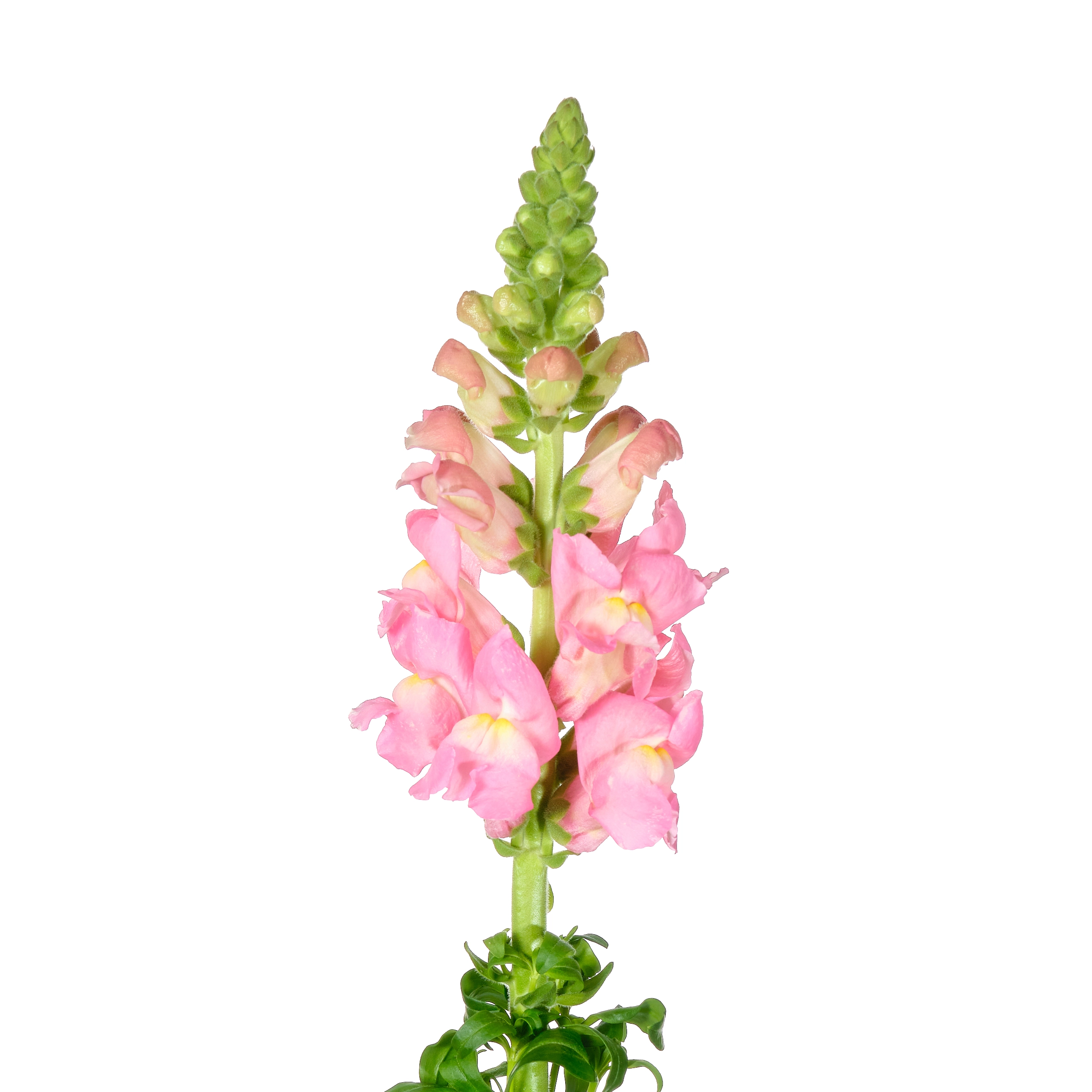 Antirrhinum costa light rose