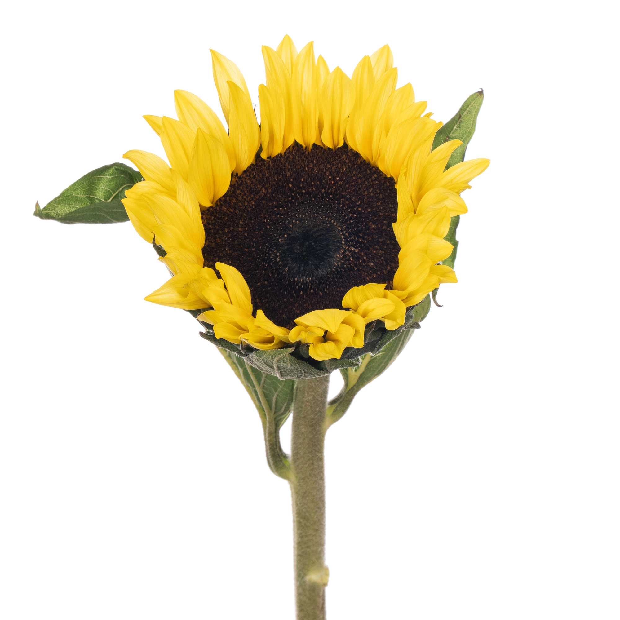 Helianthus sunrich limoncello