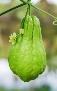 Cucurbita