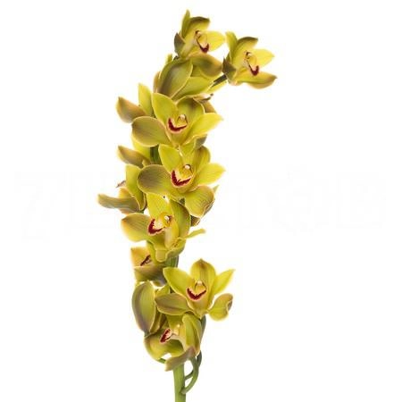 Cymbidium jungle trail