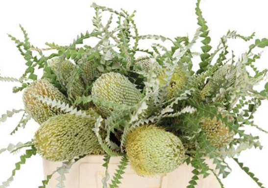 Banksia speciosa | Wholesale flowers, plants and supplies Banksia speciosa