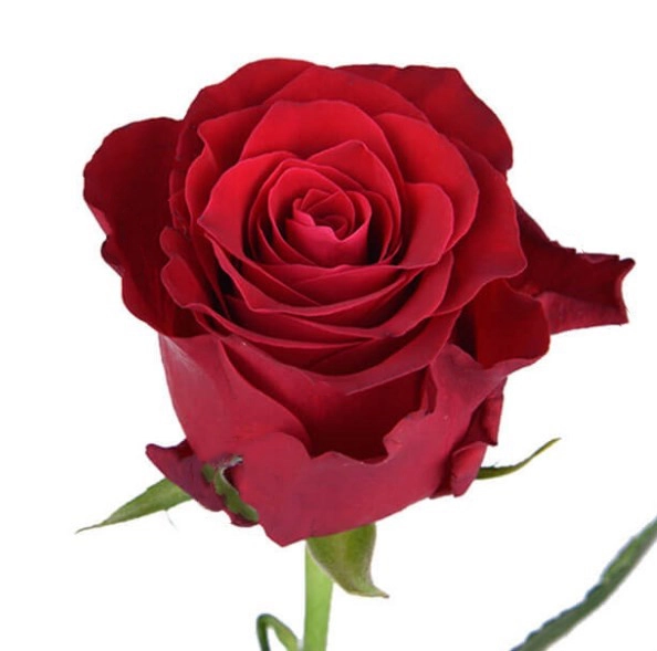 Rose rhodos