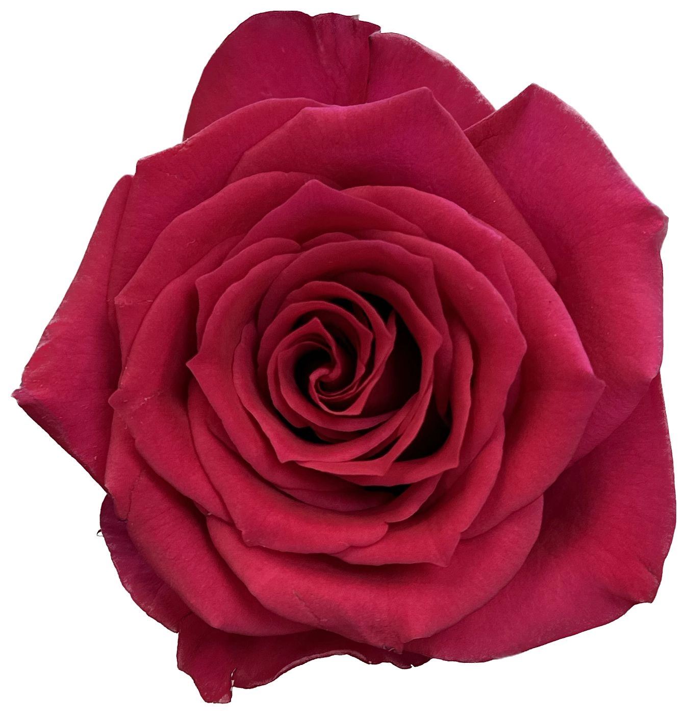 Rose fuchsiana | Wholesale flowers, plants and supplies Rose fuchsiana