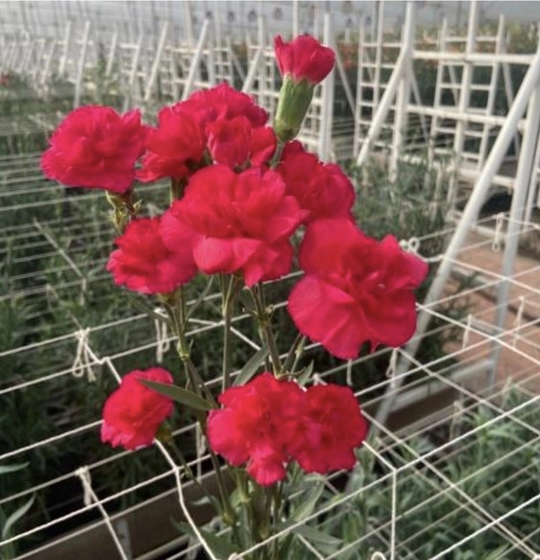 Carnation spray alala