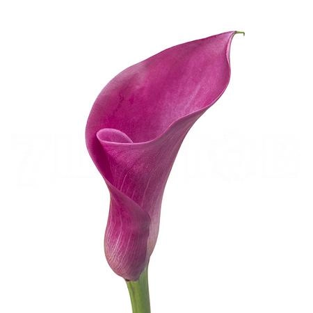 Zantedeschia pink jewel