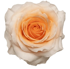 Rose felicity