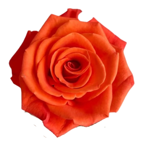 Rose orange party
