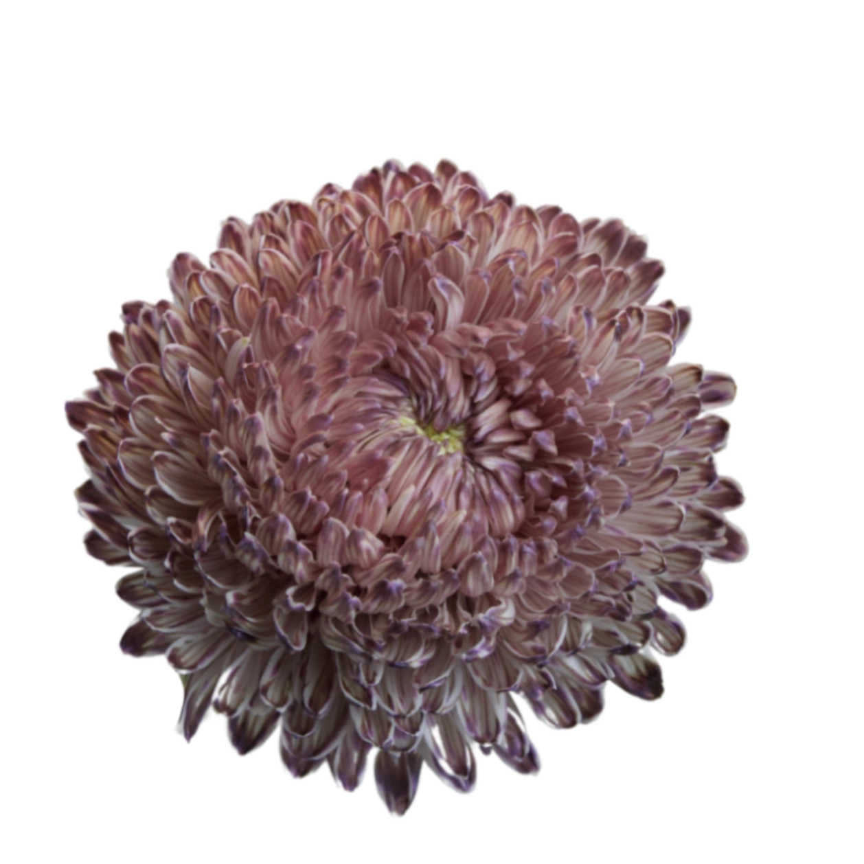 Chrysanthemum tinted chestnut