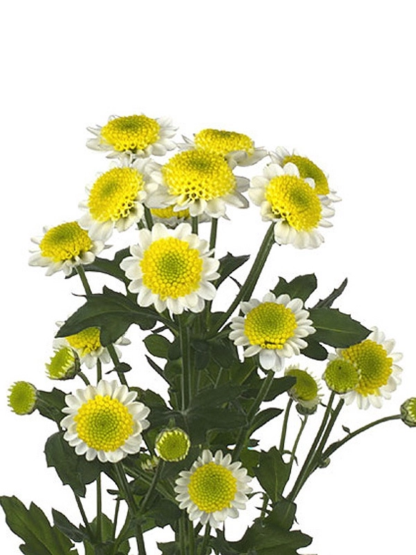 Chrysanthemum sprаy sun up | Wholesale flowers, plants and supplies Chrysanthemum sprаy sun up
