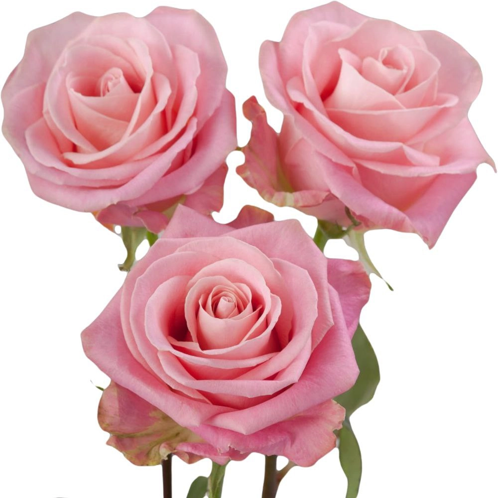 Rose hermosa