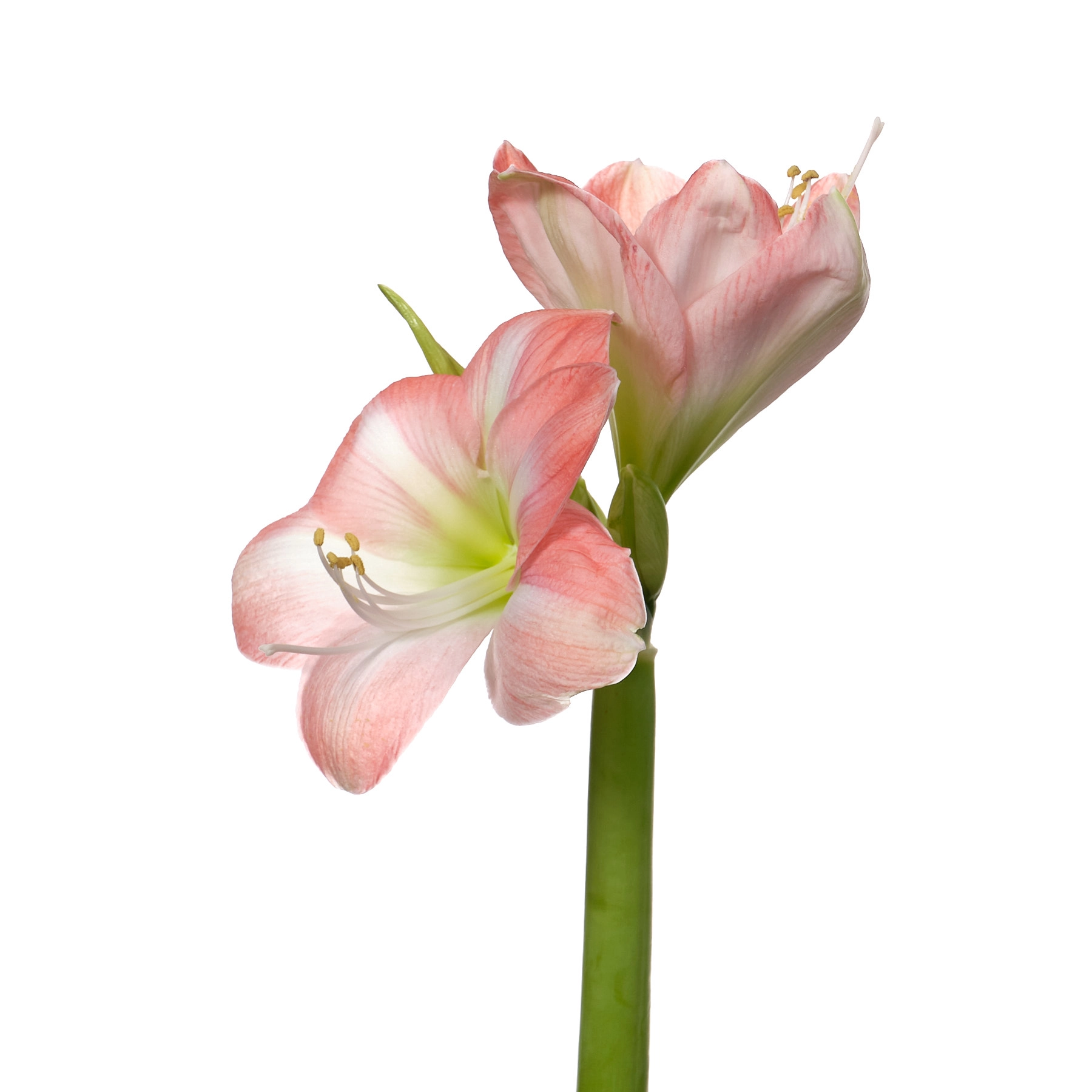 Hippeastrum darling