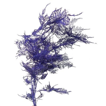 Blad Asparagus tinted plumosus purple