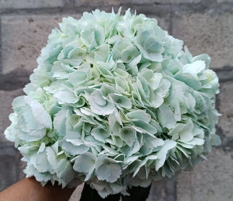 Hydrangea premium inspiration turqouise | Wholesale flowers, plants and supplies Hydrangea premium inspiration turqouise