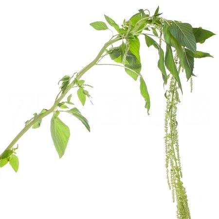Amaranthus green pearls | Wholesale flowers, plants and supplies Amaranthus green pearls