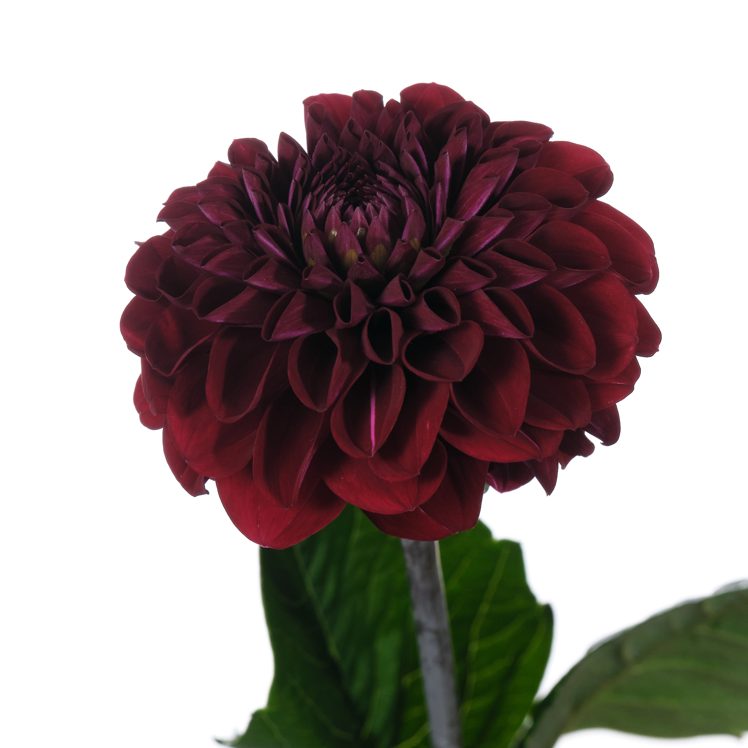 Dahlia black fox