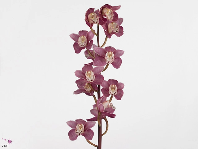 Cymbidium Mini isabel sander ....