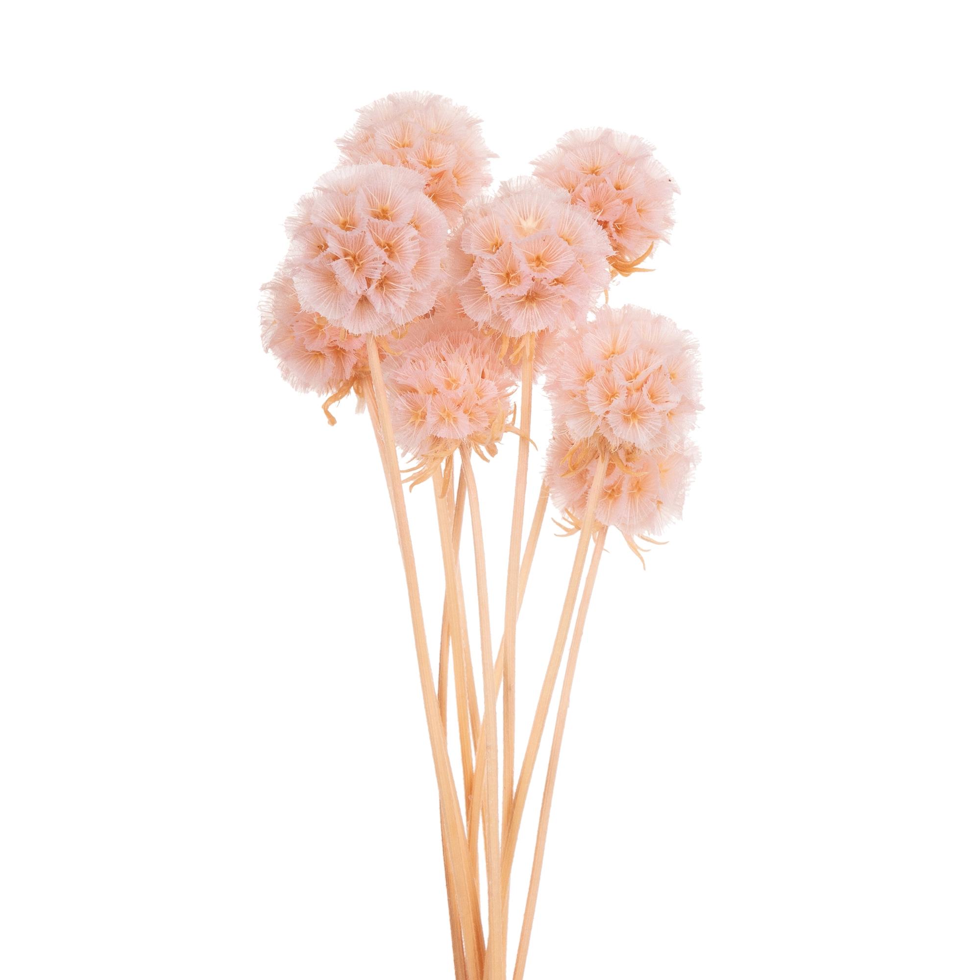 Scabiosa tinted pink