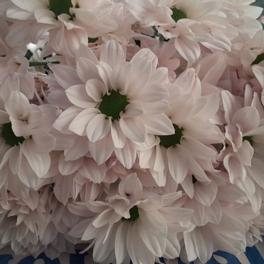 Chrysanthemum spray speedy white