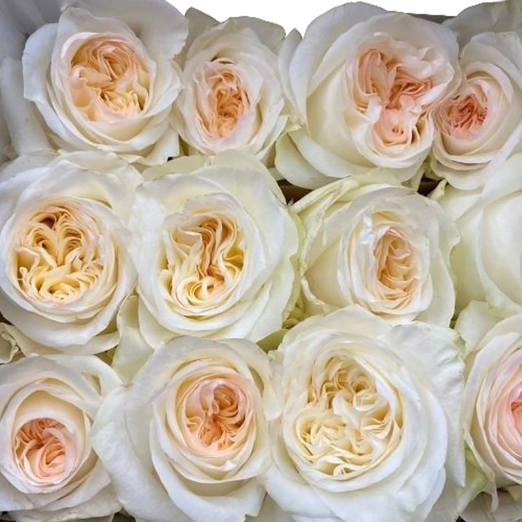 Rose candlelight