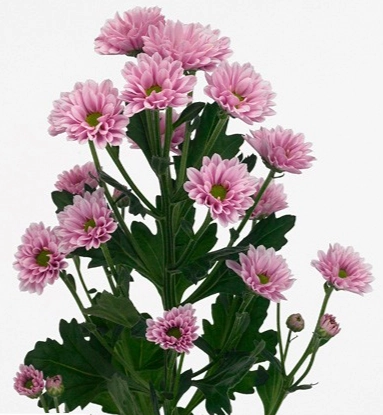 Chrysanthemum santini kindly | Wholesale flowers, plants and supplies Chrysanthemum santini kindly