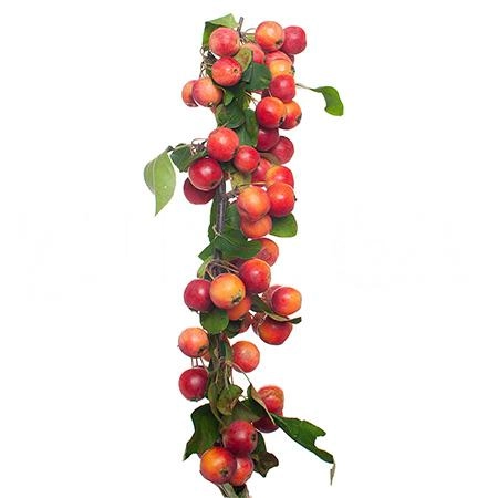Malus gorgeous | Wholesale flowers, plants and supplies Malus gorgeous