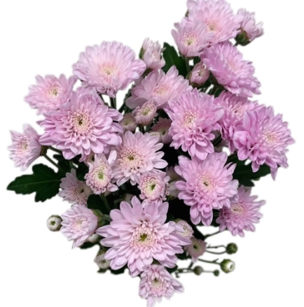 Chrysanthemum santini pink maitreya