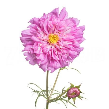 Cosmos bipinnatus