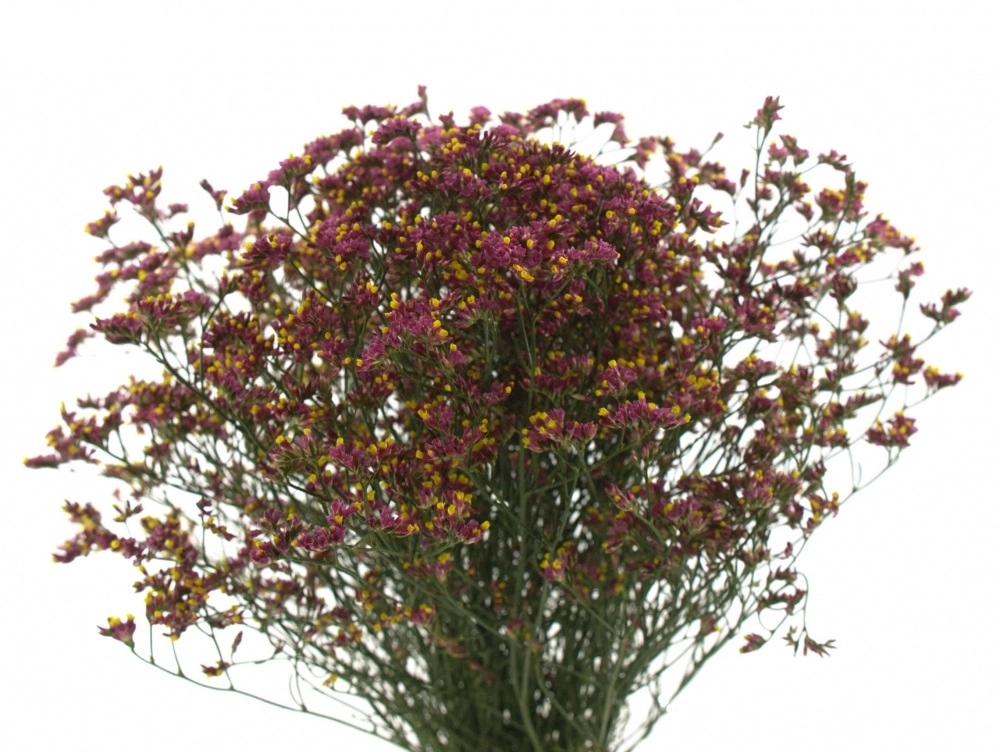 Limonium china red
