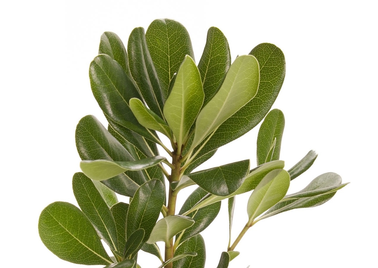 Blad Pittosporum