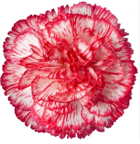 Carnation kalimero black