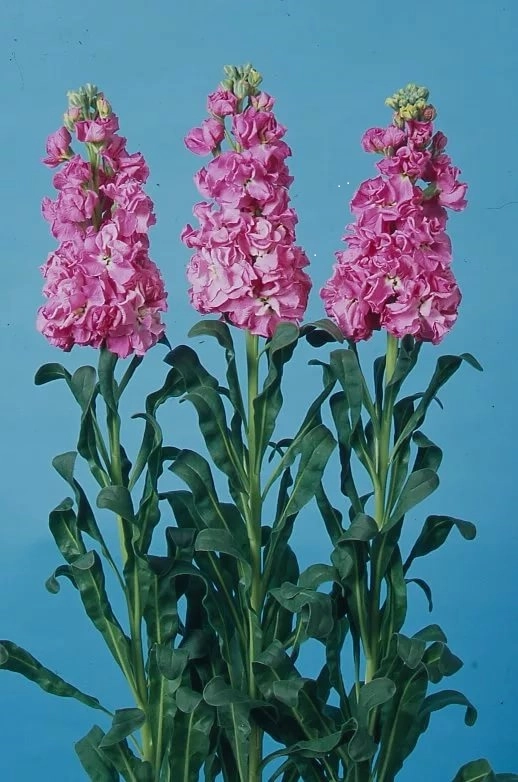 Matthiola rose pink