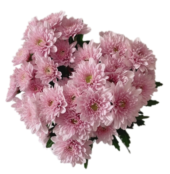 Chrysanthemum santini seoul pink
