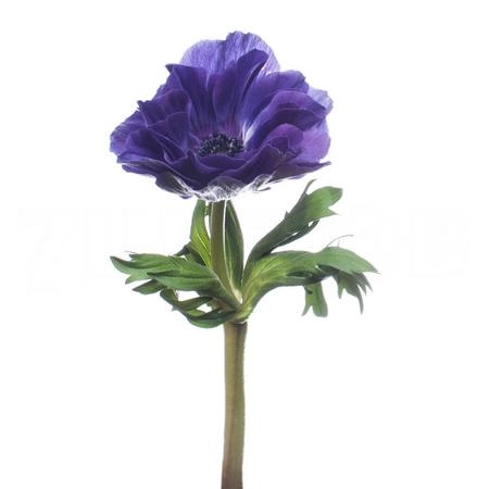 Anemone marianne blue