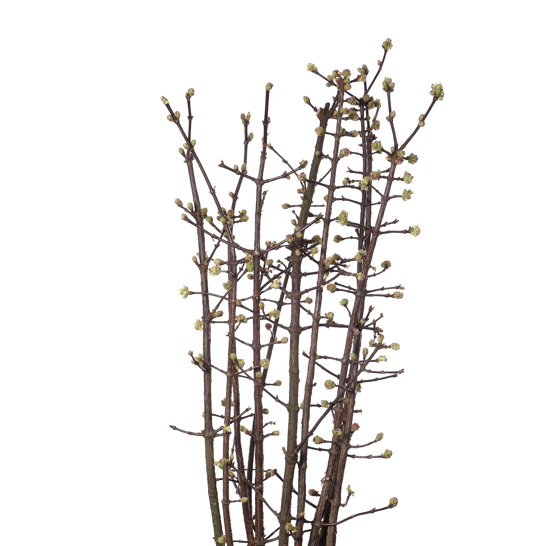 Viburnum flowering charles lamont