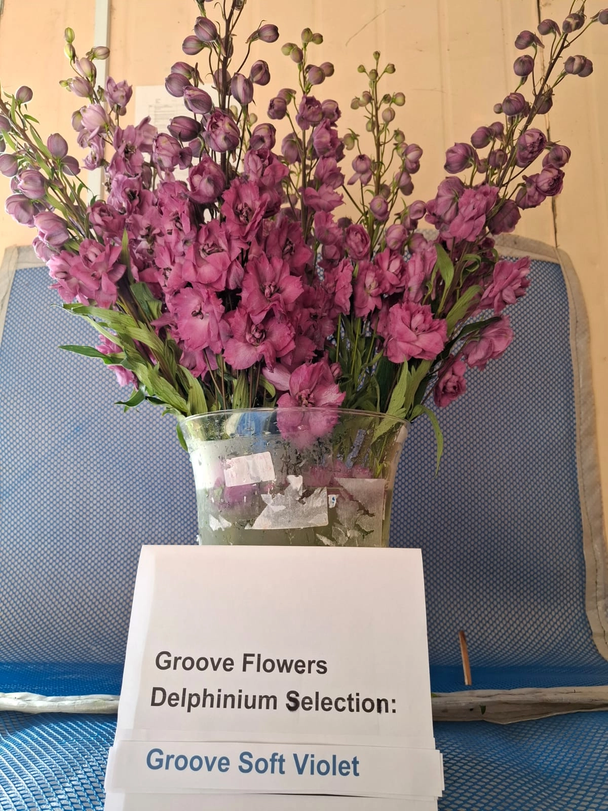 Delphinium groove soft violet