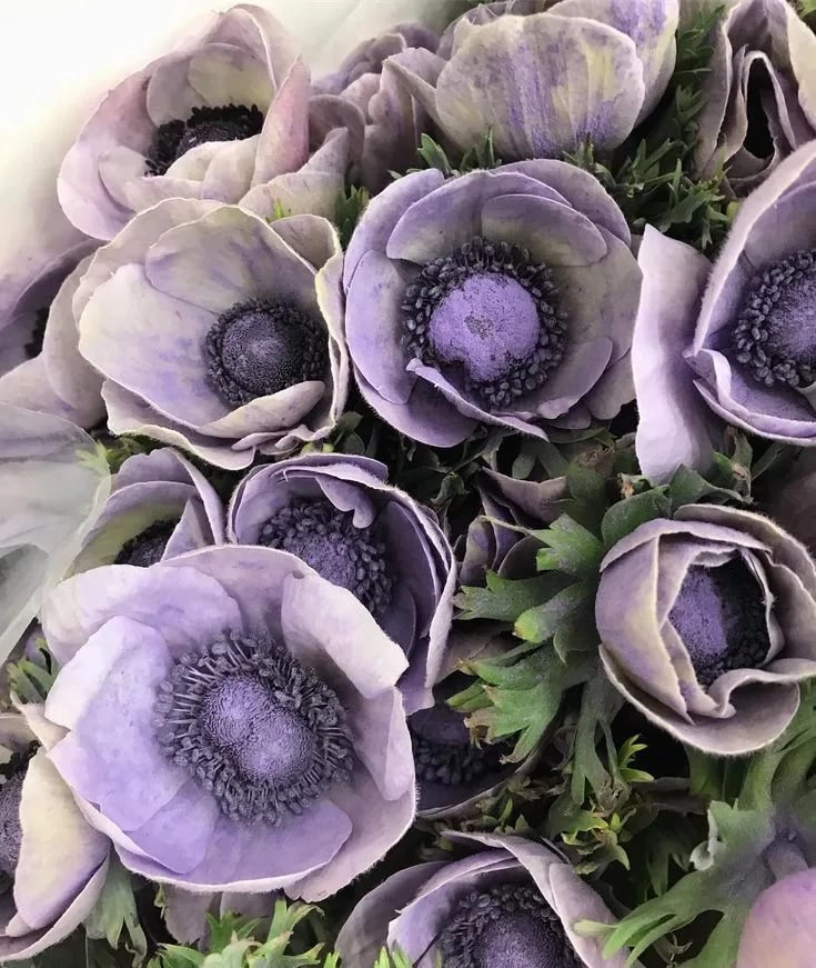 Anemone powder lilac