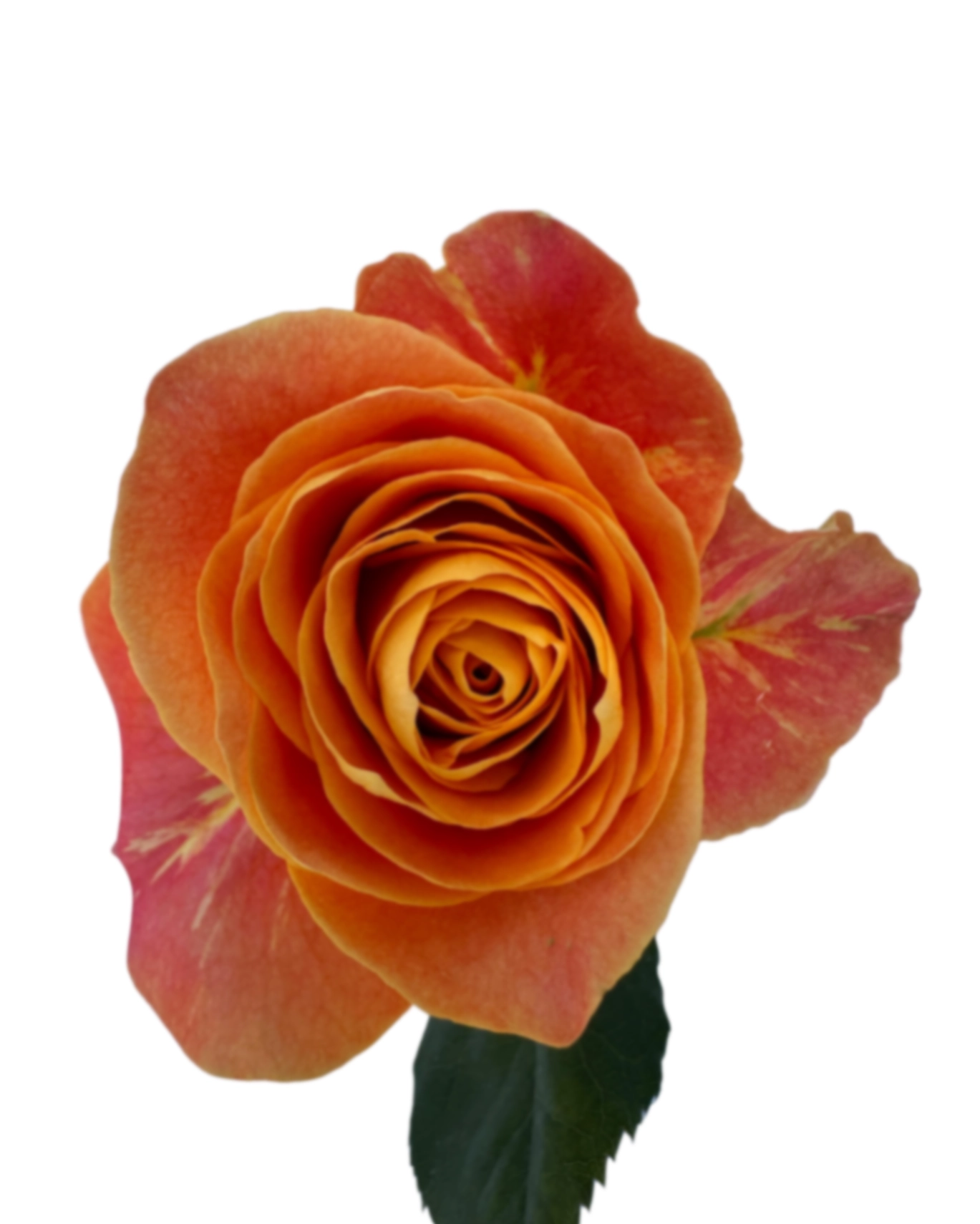 Rose kahlua | Wholesale flowers, plants and supplies Rose kahlua
