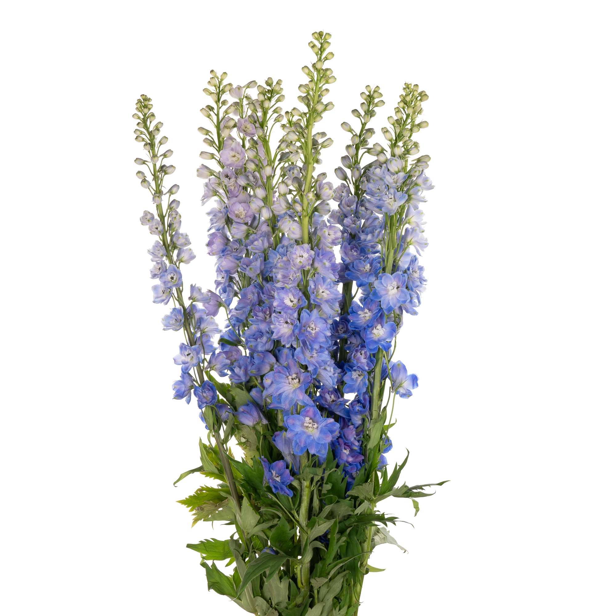 Delphinium double guardian blue